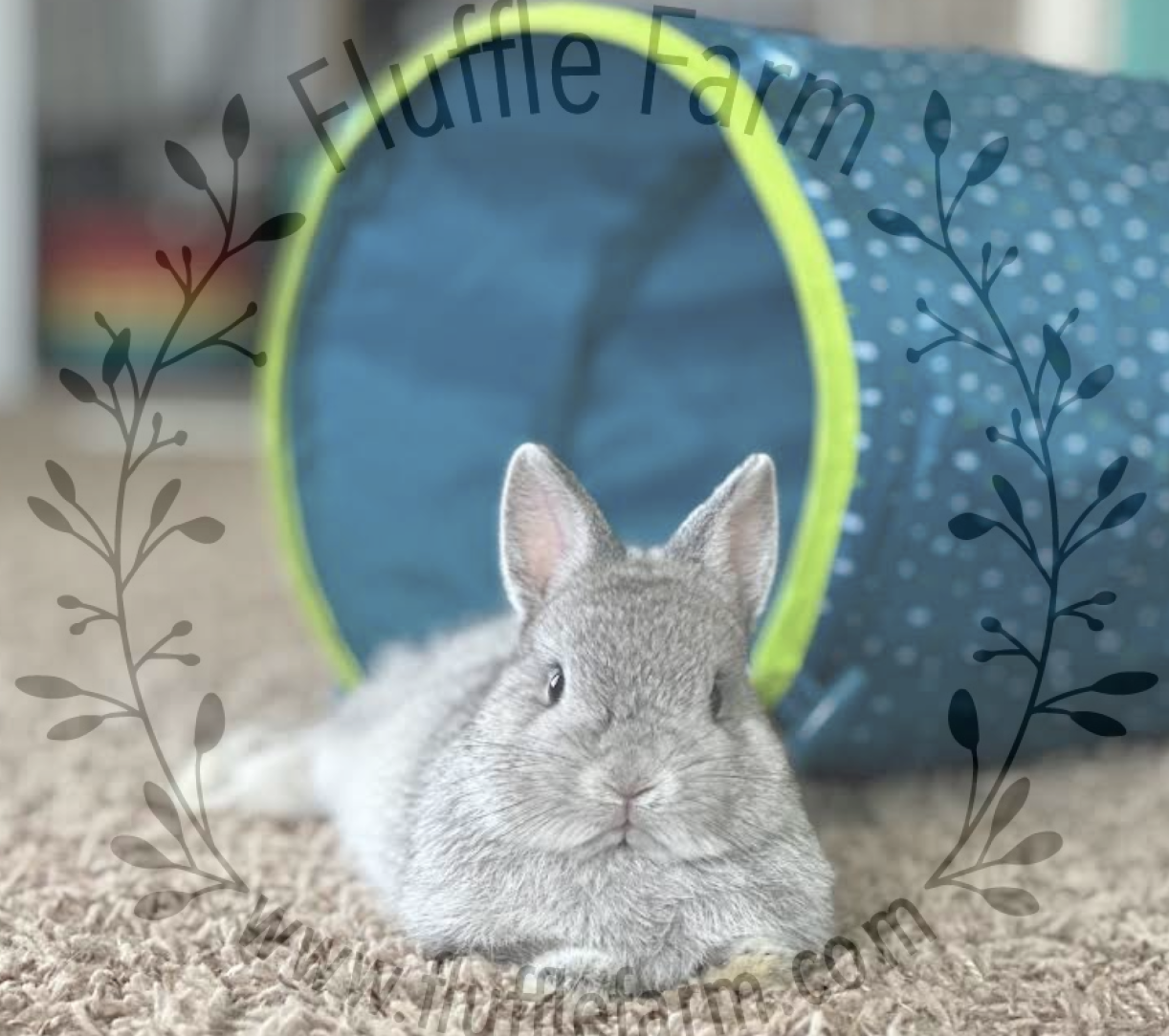 netherland dwarf rabbitry